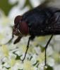 Calliphora vomitoria